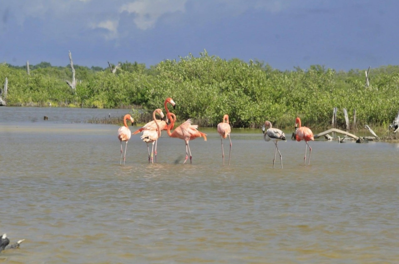 Flamencos rosados engalanan Punta Sur en Cozumel