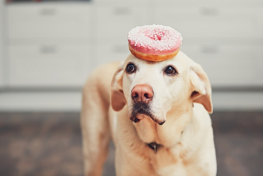 ¿Qué alimentos no pueden consumir los perros?