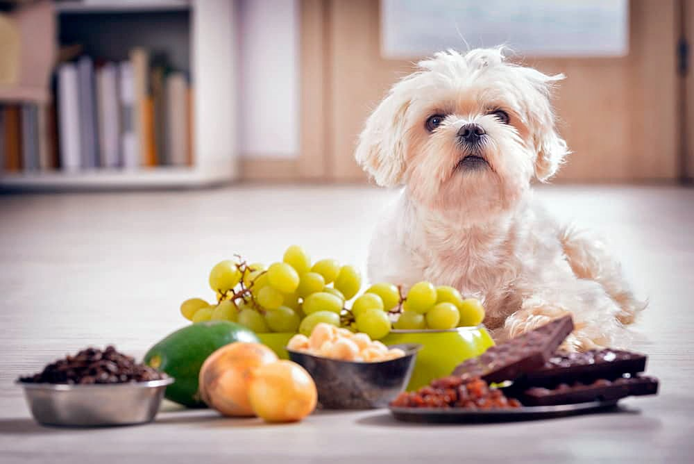 Qué alimentos no pueden consumir los perros