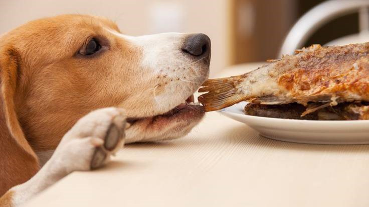 Qué alimentos no pueden consumir los perros