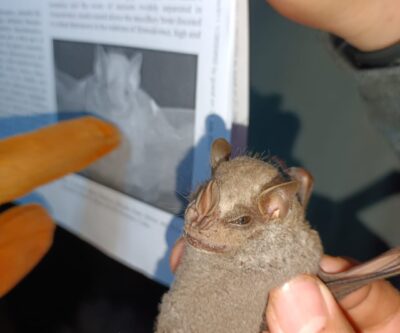 Alumnos del IPN estudian murciélagos en cozumel