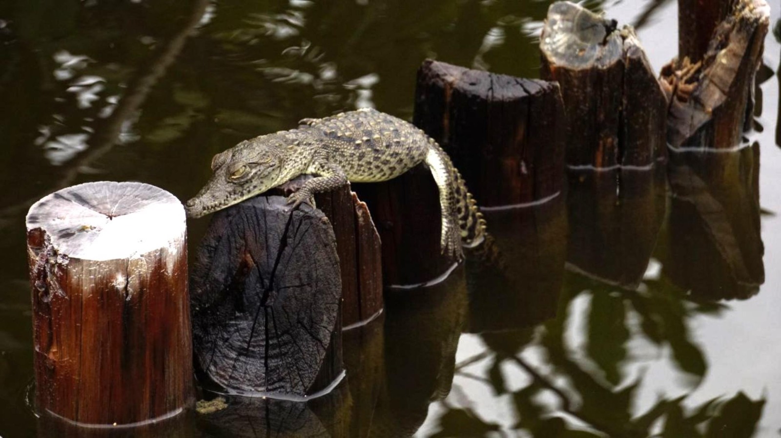La FPMC dio a conocer que recientemente registró la cría de un cocodrilo americano (Crocodrylus acutus) en el Parque Ecoturístico Punta Sur
