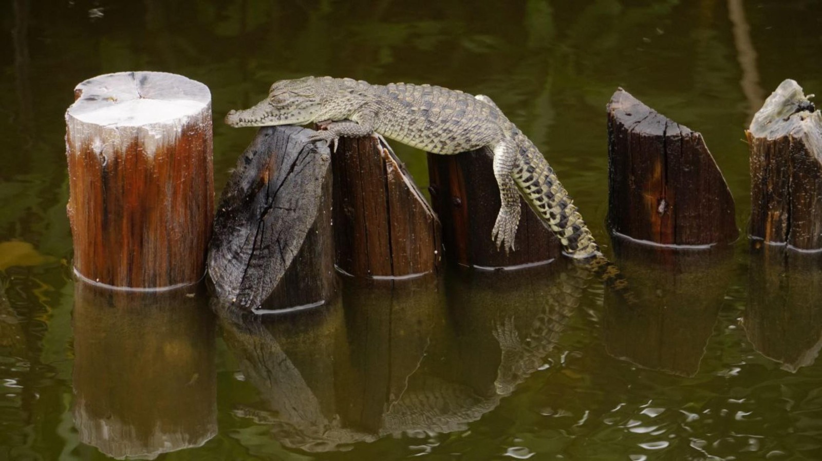 La FPMC registra cría de cocodrilo americano en Punta Sur