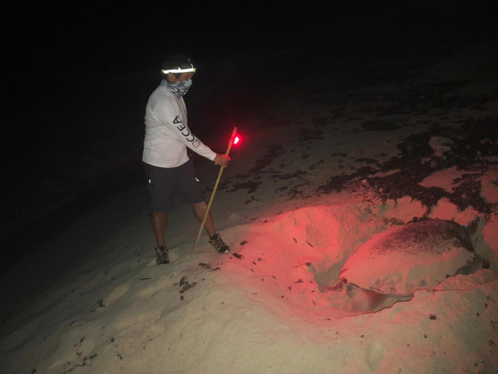 Registran el primer nido de tortuga marina en Cozumel
