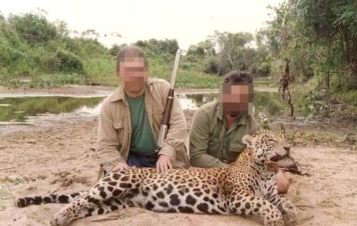 El jaguar ha sido un símbolo de poder y espiritualidad en muchas culturas prehispánicas, actualmente, enfrenta graves amenazas, su hábitat
