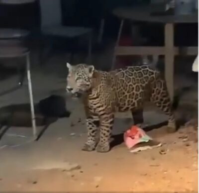 El jaguar ha sido un símbolo de poder y espiritualidad en muchas culturas prehispánicas, actualmente, enfrenta graves amenazas, su hábitat