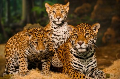 El jaguar ha sido un símbolo de poder y espiritualidad en muchas culturas prehispánicas, actualmente, enfrenta graves amenazas, su hábitat