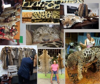 El jaguar ha sido un símbolo de poder y espiritualidad en muchas culturas prehispánicas, actualmente, enfrenta graves amenazas, su hábitat