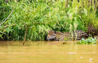 El jaguar ha sido un símbolo de poder y espiritualidad en muchas culturas prehispánicas, actualmente, enfrenta graves amenazas, su hábitat