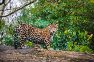 El jaguar ha sido un símbolo de poder y espiritualidad en muchas culturas prehispánicas, actualmente, enfrenta graves amenazas, su hábitat
