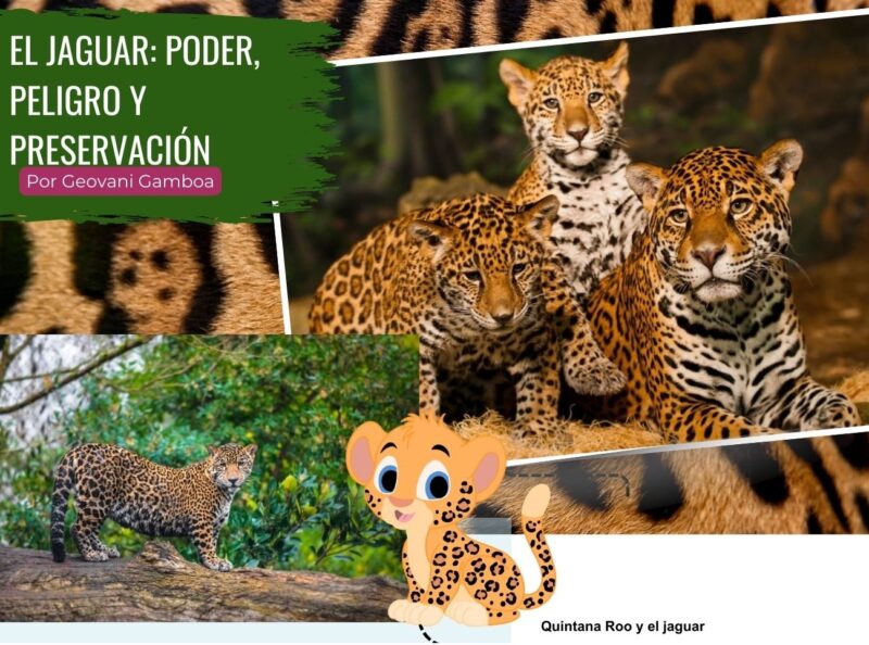 El Jaguar: Poder, peligro y preservación El Jaguar: Poder, peligro y preservación