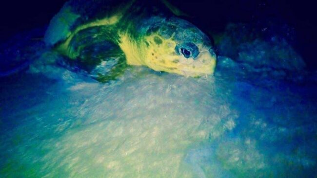Queda oficialmente inaugurada la temporada 2025 de anidación de tortuga marina en Cozumel para su protección, informó la FPMC