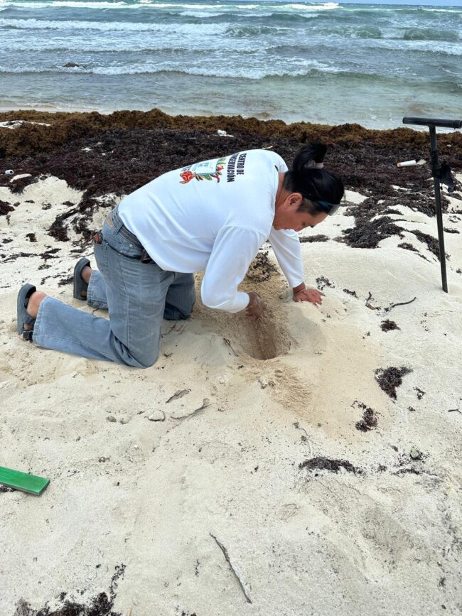 Queda oficialmente inaugurada la temporada 2025 de anidación de tortuga marina en Cozumel para su protección, informó la FPMC