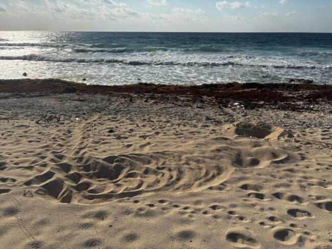 Queda oficialmente inaugurada la temporada 2025 de anidación de tortuga marina en Cozumel para su protección, informó la FPMC