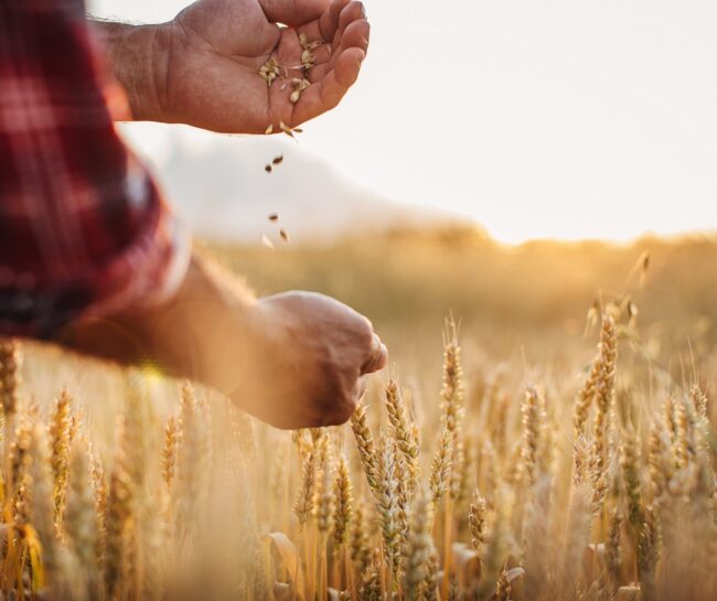 Alimentos transgénicos