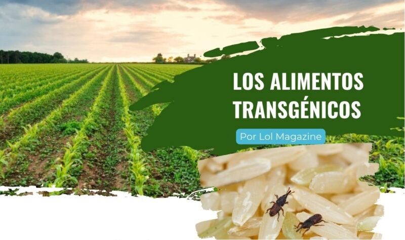 Los alimentos transgénicos Los alimentos transgénicos