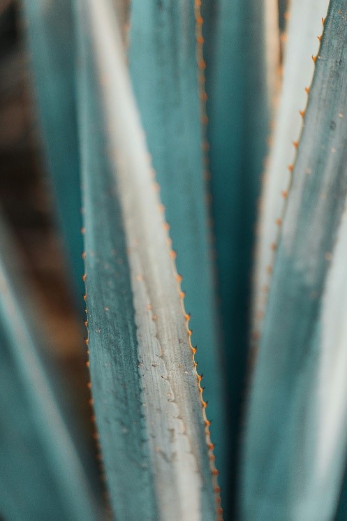 Orgullo de Agave Jalisco