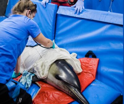 La carrera de veterinaria dura entre 9 y 10 semestres