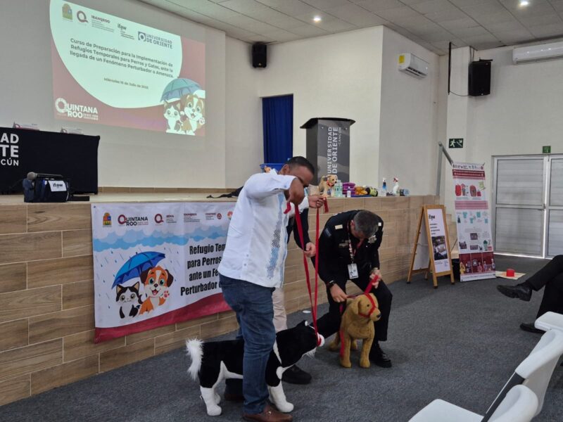 Quintana Roo refuerza protección a perros y gatos en huracanes Quintana Roo refuerza protección a perros y gatos en huracanes