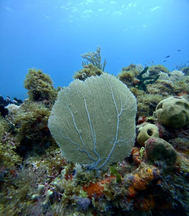 Arrecifes vivos, océanos sanos, la misión urgente del Caribe Mexicano. El mar Caribe no es solo un paisaje: es nuestra identidad, nuestro ..