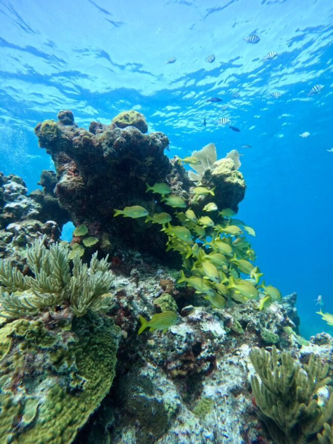 Arrecifes vivos, océanos sanos, la misión urgente del Caribe Mexicano. El mar Caribe no es solo un paisaje: es nuestra identidad, nuestro ...