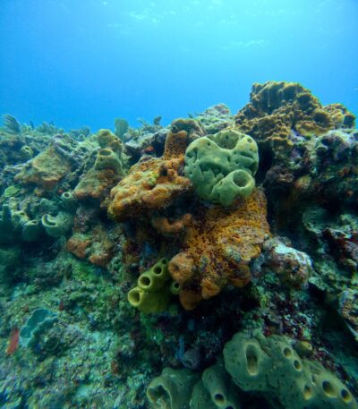 Arrecifes vivos, océanos sanos, la misión urgente del Caribe Mexicano. El mar Caribe no es solo un paisaje: es nuestra identidad, nuestro ..