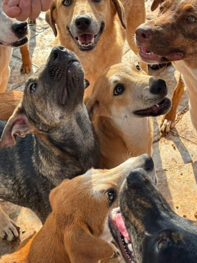 Esterilización