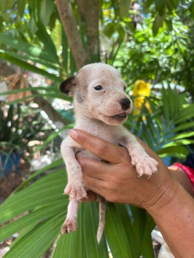 Esterilización