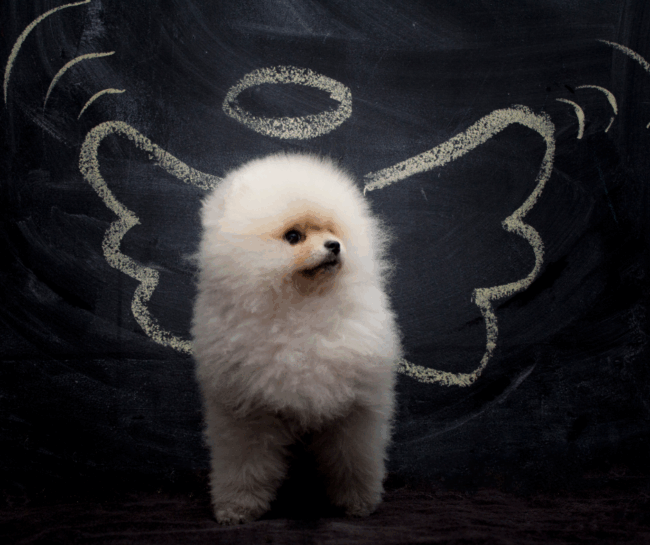 Mara Lezama informa sobre el catálogo de la PPA para reconocer mascotas víctimas del caso Xibalbá durante su programa La Voz del Pueblo