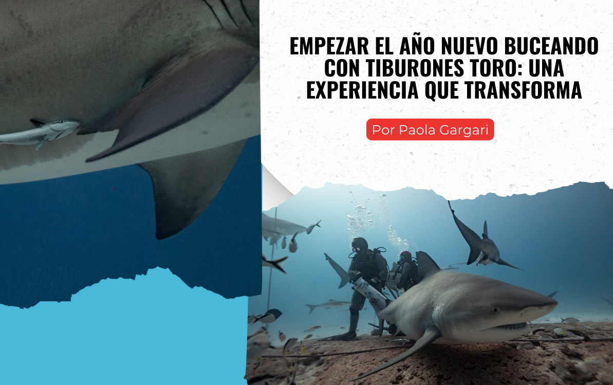 Empezar el año nuevo buceando con tiburones toro Empezar el año nuevo buceando con tiburones toro