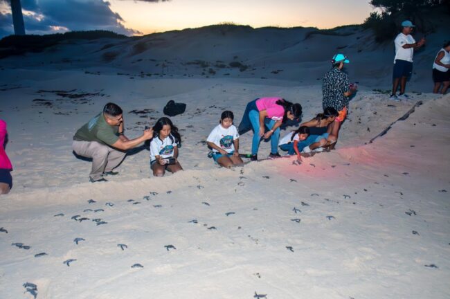 Reconocimiento estatal impulsa el Programa de Protección a la Tortuga Marina de la FPMC y refuerza su liderazgo en la conservación de Quintana Roo.