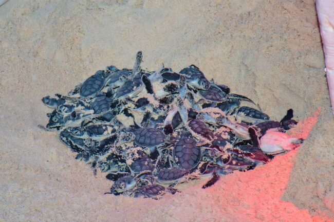Reconocimiento estatal impulsa el Programa de Protección a la Tortuga Marina de la FPMC y refuerza su liderazgo en la conservación de Quintana Roo.