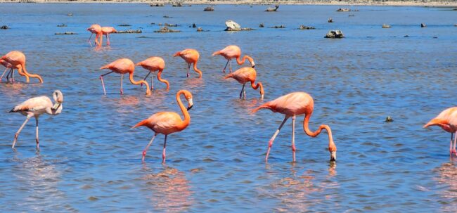 El monitoreo del Flamenco americano en la Reserva Natural Punta Sur, liderada por la FPMC, reflejan la salud del humedal.
