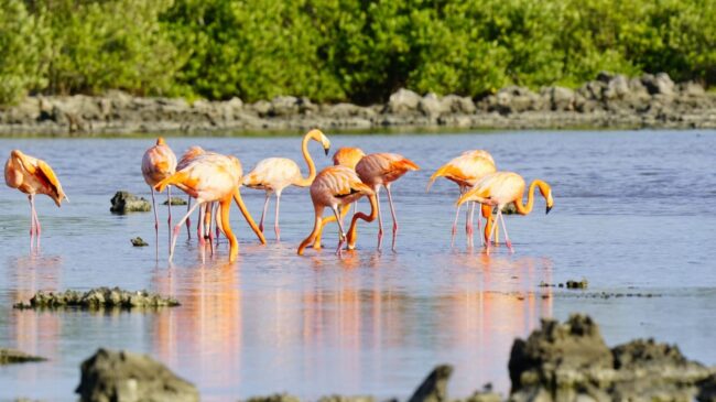 El monitoreo del Flamenco americano en la Reserva Natural Punta Sur, liderada por la FPMC, reflejan la salud del humedal.