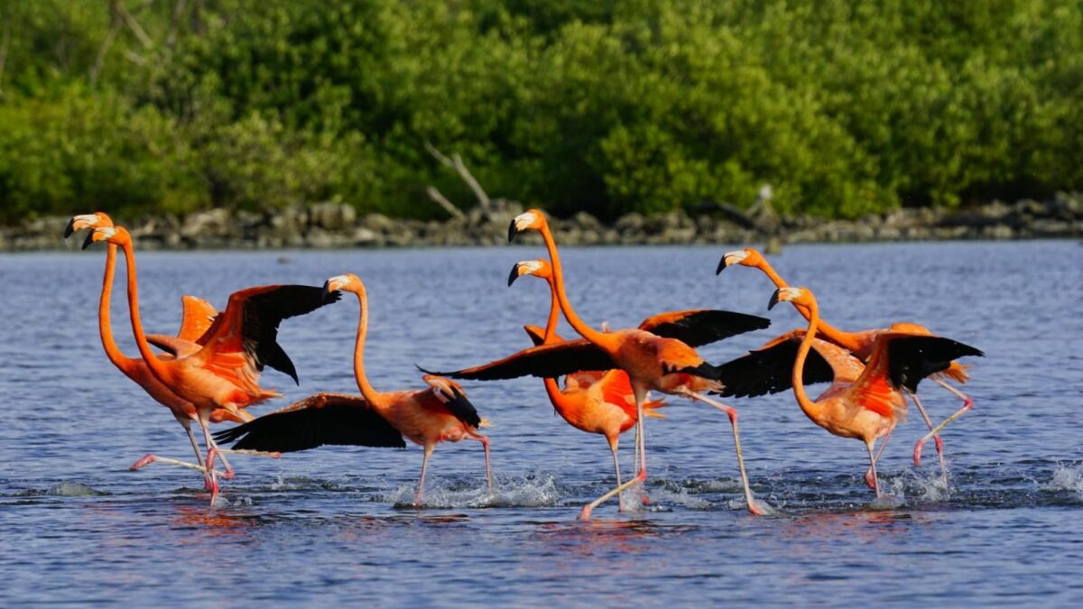 Flamenco americano en Punta Sur: indicador del buen ecosistema Flamenco americano en Punta Sur: indicador del buen ecosistema