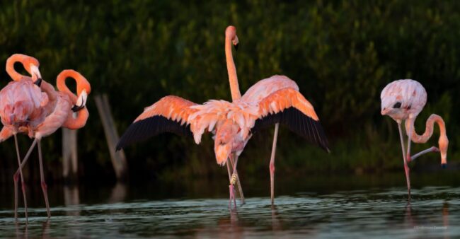 El monitoreo del Flamenco americano en la Reserva Natural Punta Sur, liderada por la FPMC, reflejan la salud del humedal.