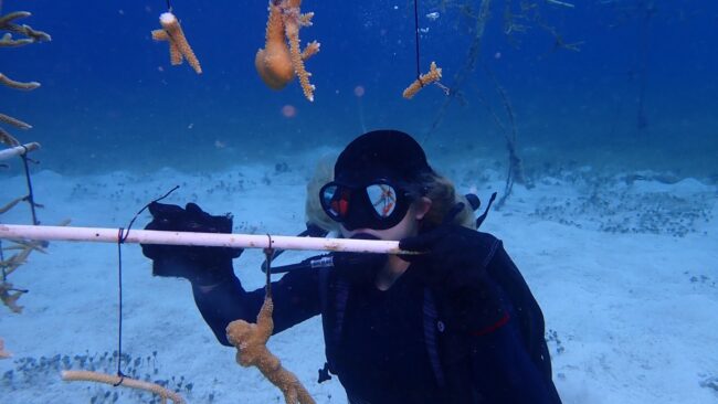 El Programa permanente de Mantenimiento de Corales de la FPMC fortalece arrecifes en Cozumel con amplia participación social.