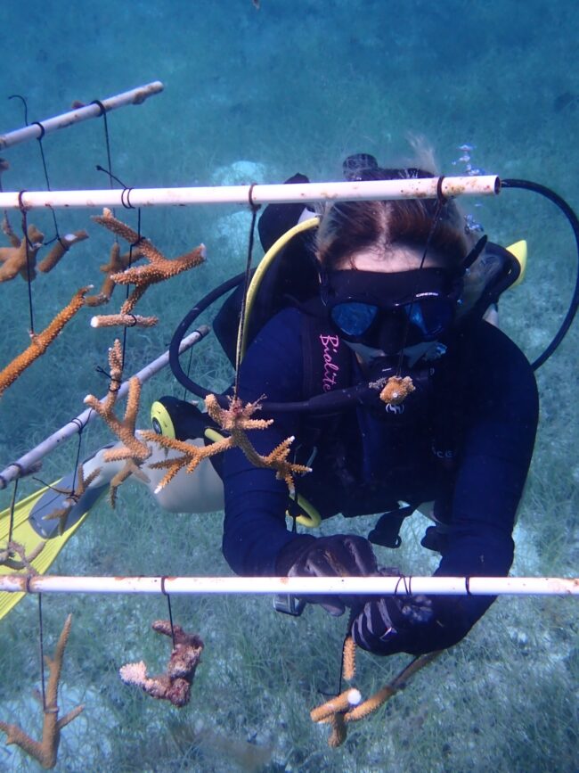 El Programa permanente de Mantenimiento de Corales de la FPMC fortalece arrecifes en Cozumel con amplia participación social.