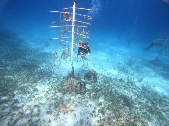 El Programa permanente de Mantenimiento de Corales de la FPMC fortalece arrecifes en Cozumel con amplia participación social.