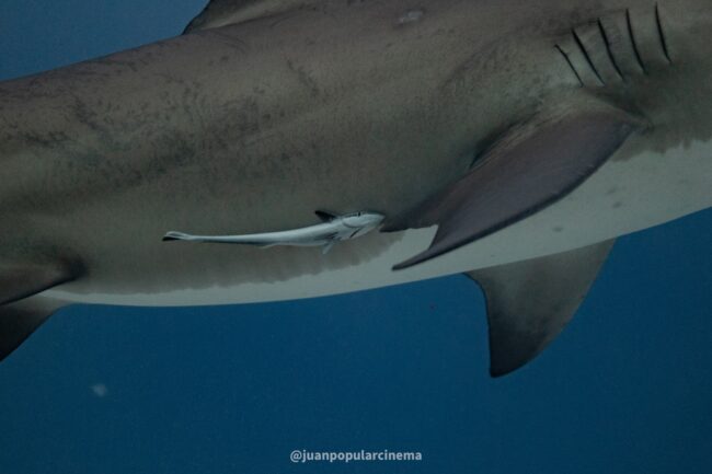 Empezar el año nuevo buceando con tiburones toro