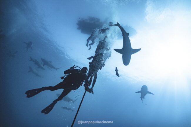 Empezar el año nuevo buceando con tiburones toro