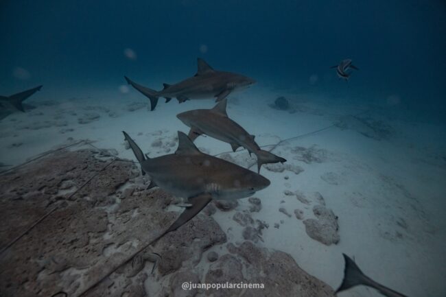 Empezar el año nuevo buceando con tiburones toro