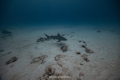 Empezar el año nuevo buceando con tiburones toro