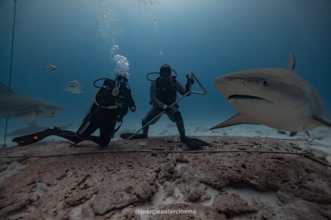 Empezar el año nuevo buceando con tiburones toro