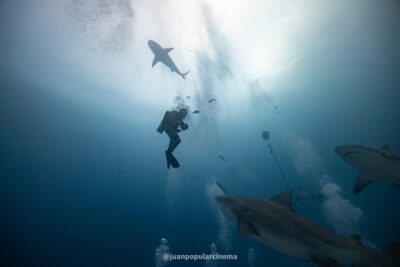 Empezar el año nuevo buceando con tiburones toro