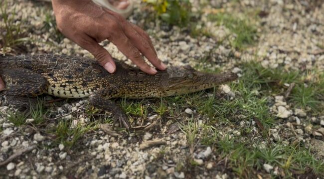 Resultados de la FPMC en rescate y protección de fauna silvestre en Cozumel durante 2025, con 180 acciones y apoyo ciudadano.