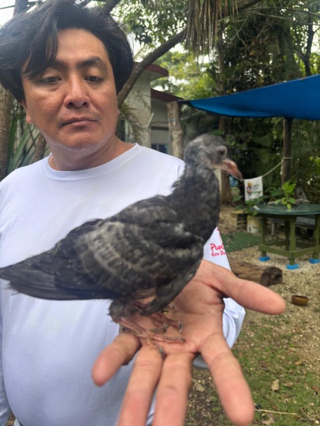 Resultados de la FPMC en rescate y protección de fauna silvestre en Cozumel durante 2025, con 180 acciones y apoyo ciudadano.