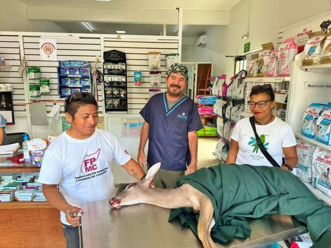 Resultados de la FPMC en rescate y protección de fauna silvestre en Cozumel durante 2025, con 180 acciones y apoyo ciudadano.