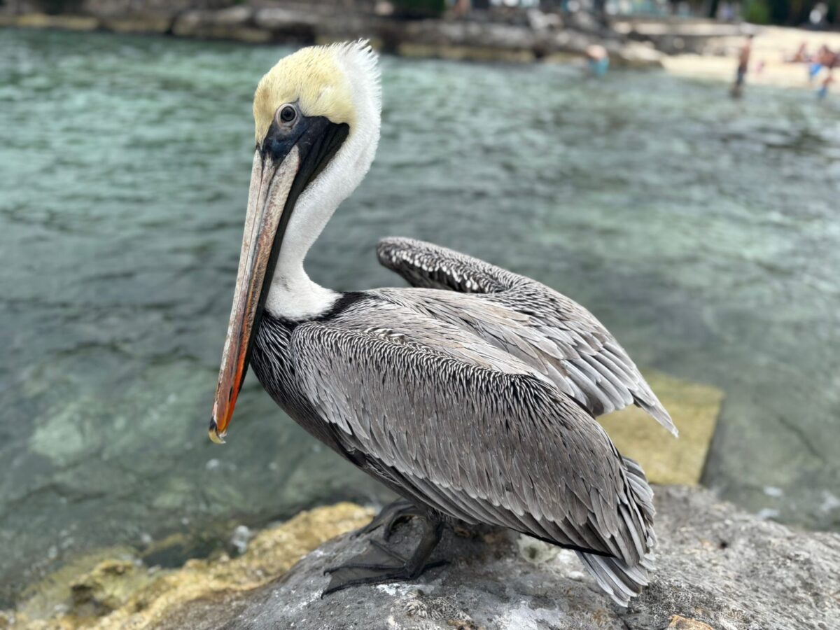 Rescate y protección fauna silvestre: Resultados 2025 de la FPMC