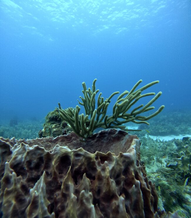 Áreas naturales protegidas de México: Arrecifes de Puerto Morelos y Manglares de Nichupté